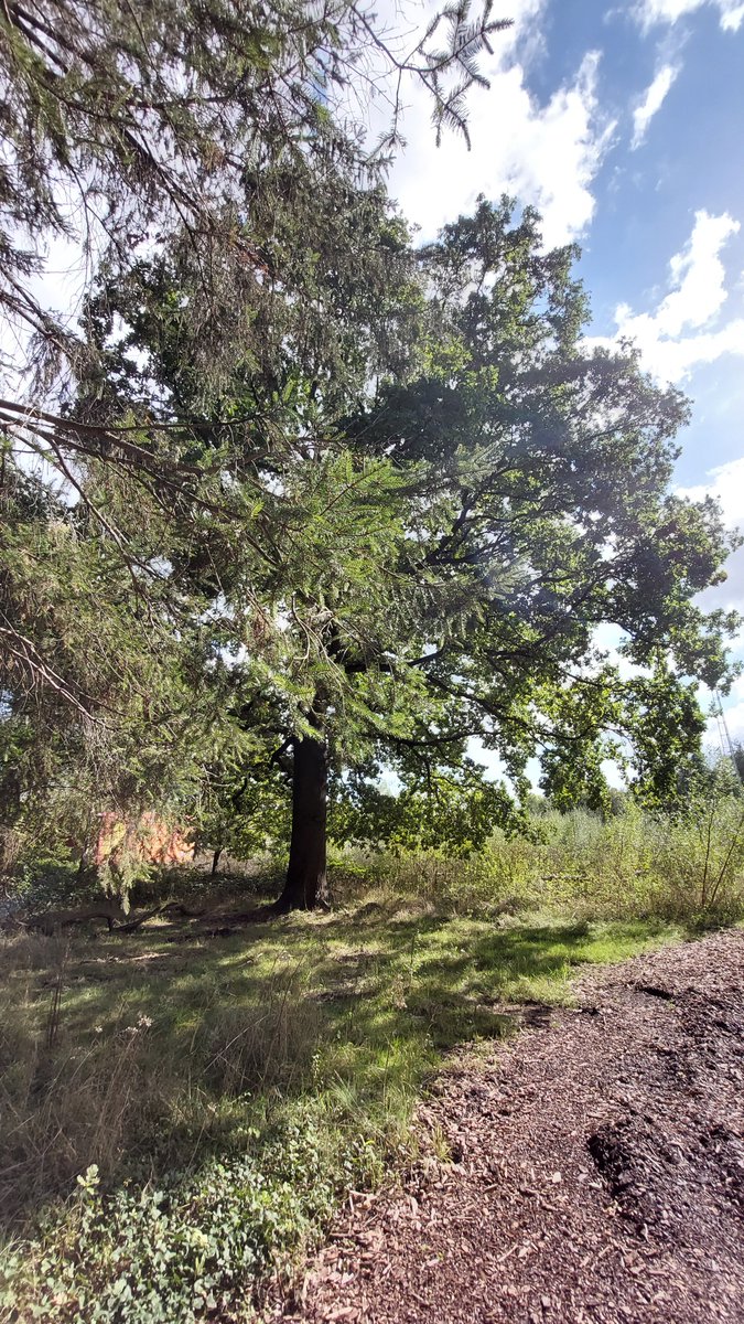 GroeneBuffer's tweet image. Na het intrekken van de #Plopsaqua vergunningsaanvraag haalt het bos opgelucht adem. De herfst staat voor de deur en het bos maakt zich op om zich van haar beste kant te tonen. 
👍🍀🌳🌳🌳💚