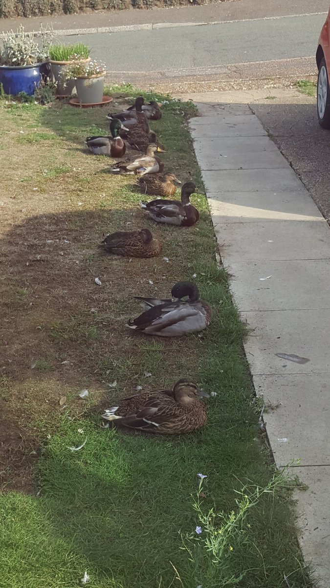 swordchick's tweet image. Today I did manage to get my ducks in a row