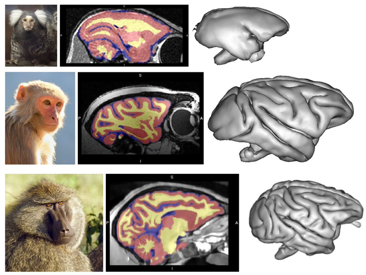 David Meunier (@davidm0579) on Twitter photo Finally, Macapype release 0.3.2 is out !
Macapype is a python package for segmentation of MRI anatomical images for non-human primates, including macaque, marmoset and baboon.  
All info at: github.com/Macatools/maca…
Give it a try! Finally, Macapype release 0.3.2 is out !
Macapype is a python package for segmentation of MRI anatomical images for non-human primates, including macaque, marmoset and baboon.  
All info at: github.com/Macatools/maca…
Give it a try!