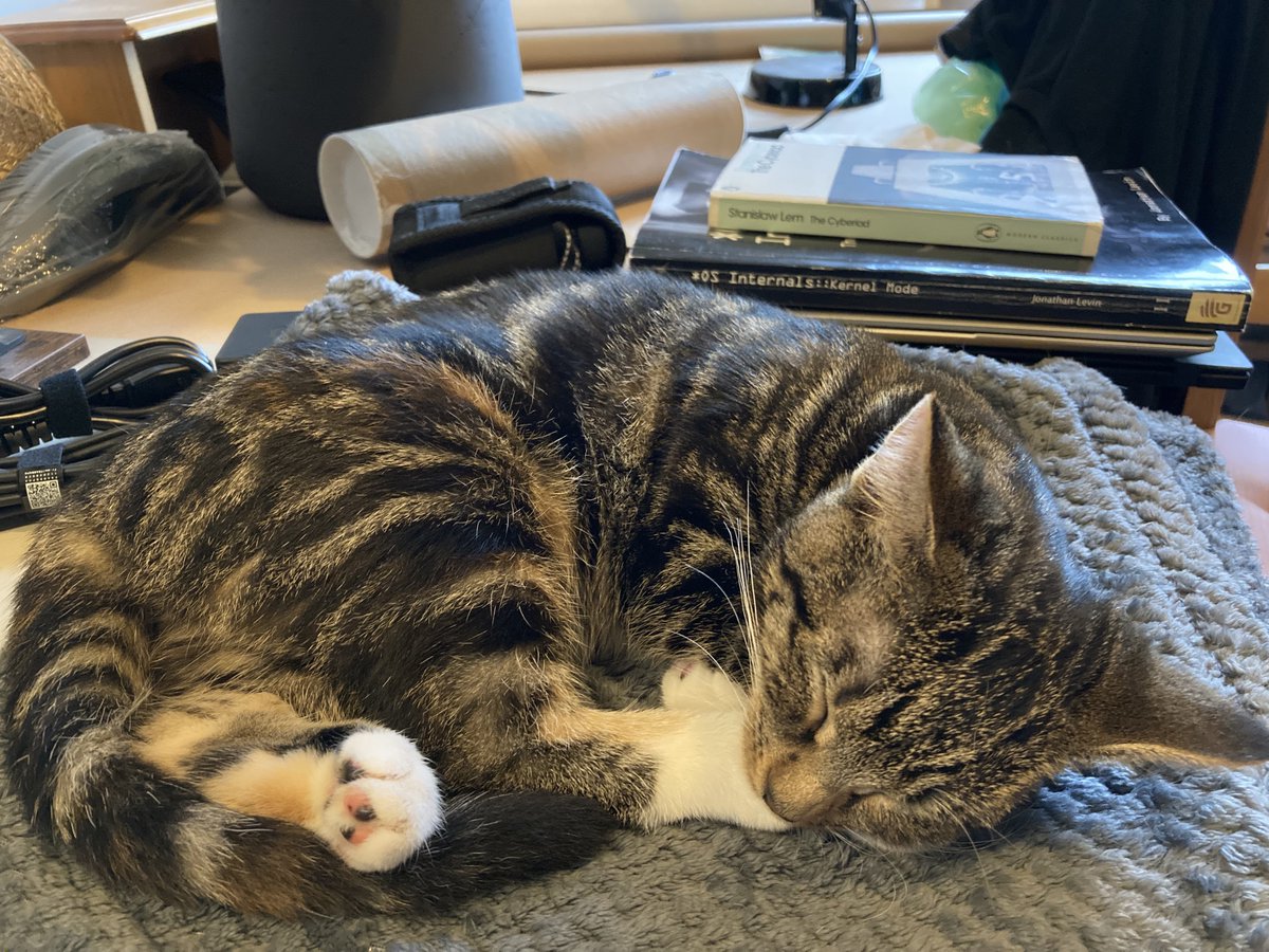 My little hacker cat all pooped out from reading os books and science fiction