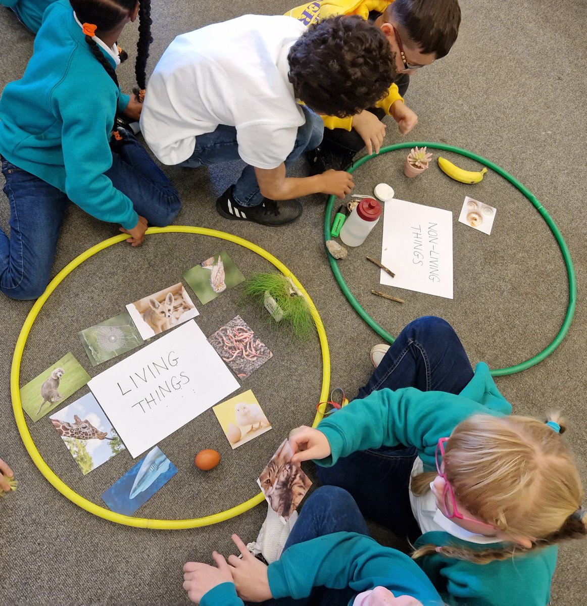 In Science, Year 3 and 4 have been learning all about the 7 life processes that all living things share. We used this knowledge to group things into 'Living' or 'Non-living'. The sunflower seeds really got us thinking - do you think a seed is living or non-living?