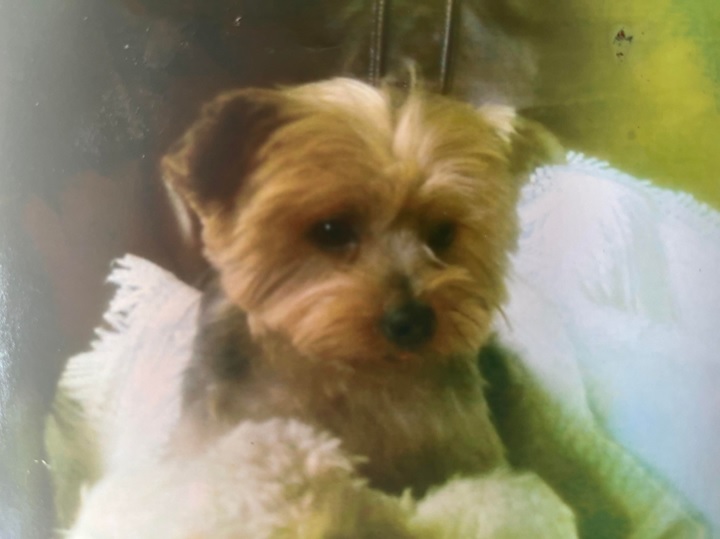 labmo38's tweet photo. Ma toute première boule d'amour #ullan décédé il y a maintenant 10 ans d'une maladie fulgurante. #loveMyDog #UnAnimalPourLaVie https://t.co/cc5G9b9M4U