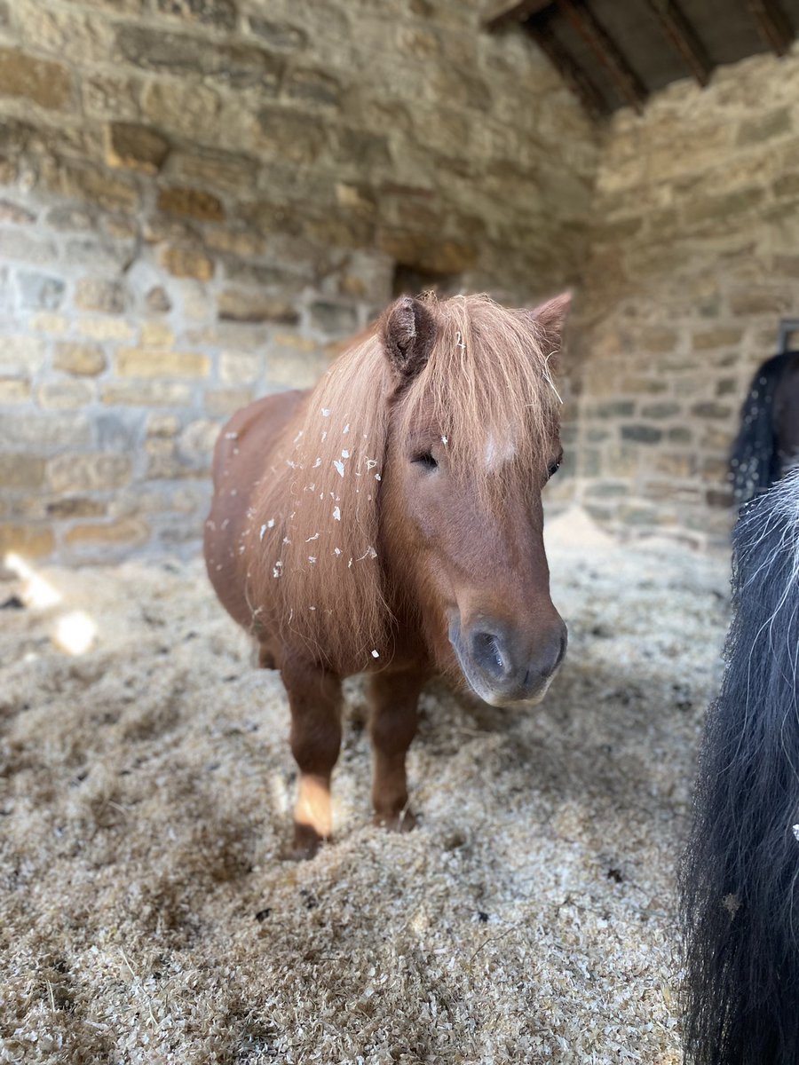 MissKLMarr's tweet photo. Meet Nelson, Danny and Huggybear! @BpaHamish can they come and be therapy horses at school with you? @bramley_park @Linehamfarm https://t.co/kOj9rHuKJf