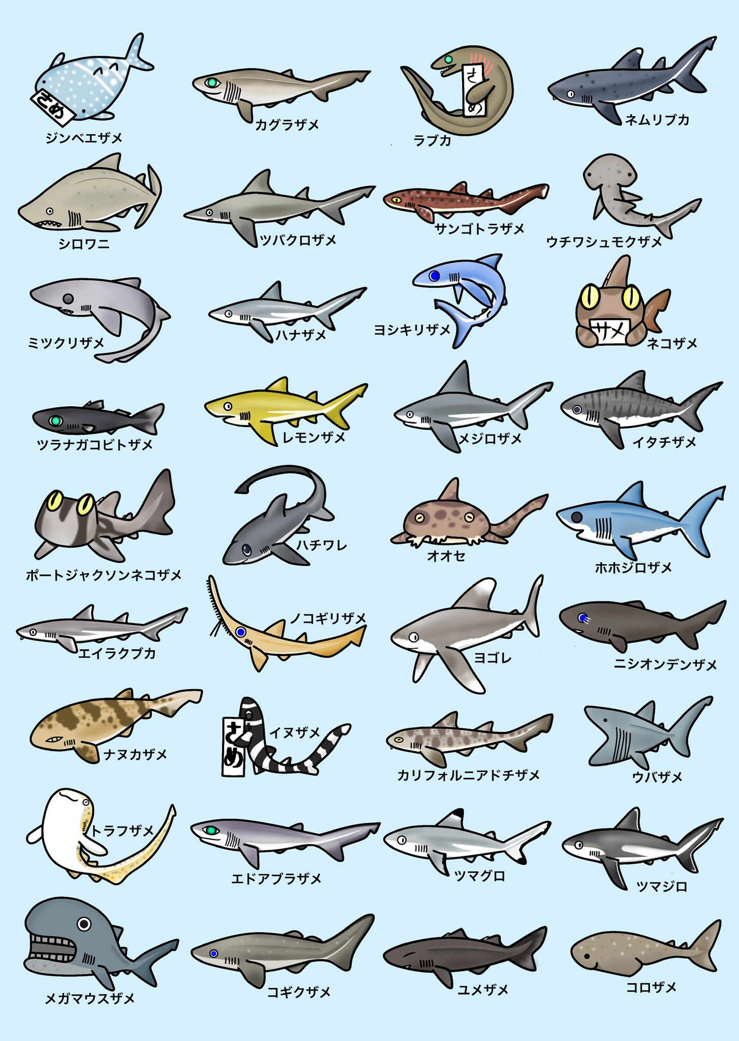 シャークジャーナリスト沼口麻子 ホホジロザメ絵本よろシャーク Sharkjournalist Twitter