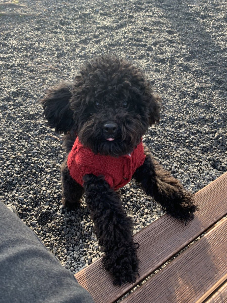 ex031227's tweet photo. 探しています！！
いまだに情報がひとつもありません。
何か知っている方、保護している方がいたら連絡をおねがいします。
拡散してください。

#迷い犬#迷子犬#黒トイプードル#オス#中村区#高道町#日比津#本陣 https://t.co/C8Ad9alJSX