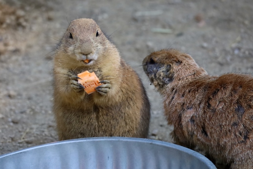 sciuridaely's tweet photo. It's going to be a great #Sciuridae for nut gathering! 

On #Sciuridae, gather around and let me tell you about what I'm eating!

Every day is #Sciuridae!

(#prariedogs are ground #squirrels!)

#fightlikeasquirrel #SquirrelStrong 🐿️💪 #SquirrelScrolling #SavePeanut #squirrel https://t.co/SGIYda90Vt