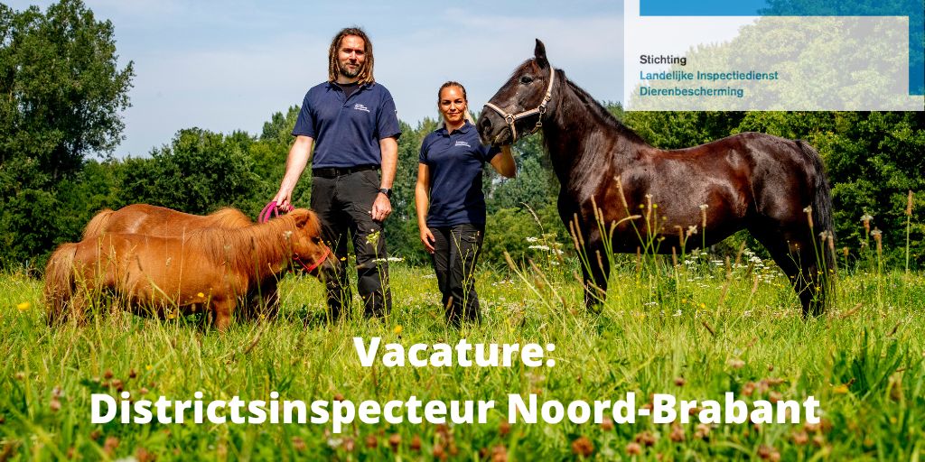 Wij zoeken een districtsinspecteur voor Noord-Brabant!

Ben je BOA en/of heb je een politiediploma? Is je kennis over dierenwelzijn uitstekend? Bekijk dan snel de vacature: bit.ly/3qYnlVW

#vacature #inspecteur #boa #politie #dieren #dierenwelzijn