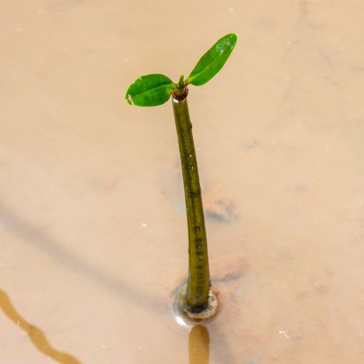 fortreesclub's tweet photo. Wishing all Regens and Treegens a lovely afternoon 💚🌱
In frame: A growing mangrove
#fortrees https://t.co/8AZyd5zn4y