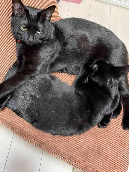 まだまだ仔猫なぐみちゃん 