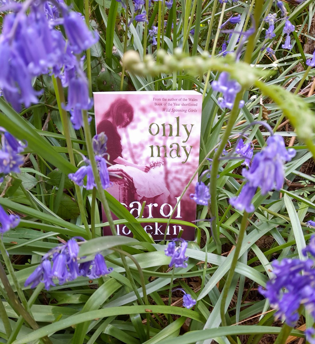carollovekin's tweet photo. 'Gorgeous to spend my spring in Wales surrounded by hawthorn, bees and the sting of a secret. I am now missing that garden, those woods, that graveyard.' ~ @TorUdall 
#OnlyMay from @Honno
Available from bookshops, online &amp; Amazon: https://t.co/GayshOYQhZ https://t.co/uhzwXag226