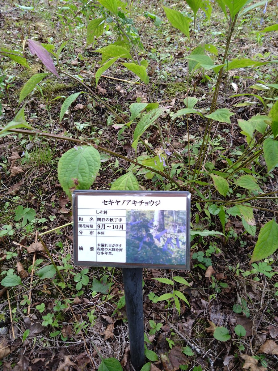 「名前に反応して撮った…セキヤ…またアシリパちゅんにそっくりの色の花発見。イワシャ」|リス丸のイラスト