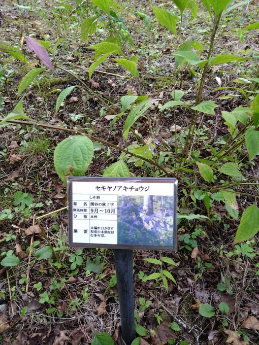 名前に反応して撮った…セキヤ…またアシリパちゅんにそっくりの色の花発見。イワシャジンという花。 