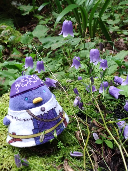 名前に反応して撮った…セキヤ…またアシリパちゅんにそっくりの色の花発見。イワシャジンという花。 