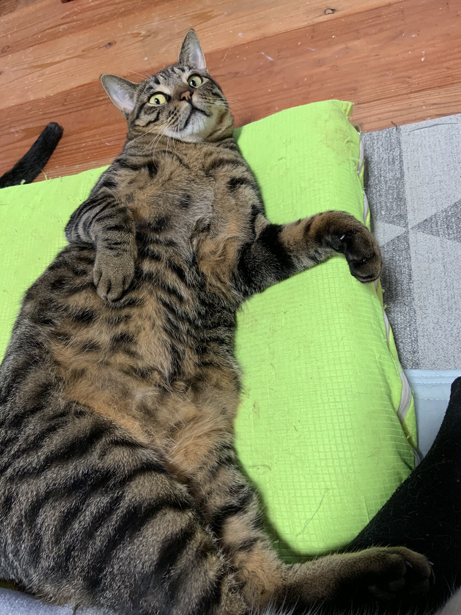 キジ猫 Twitter Search Twitter