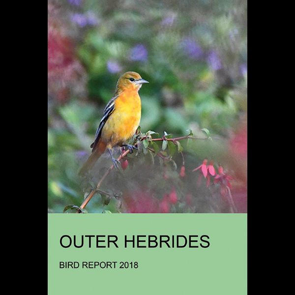 Outer Hebrides Birds tweet media