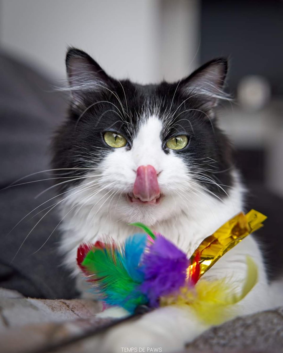 Association Owca tweet media