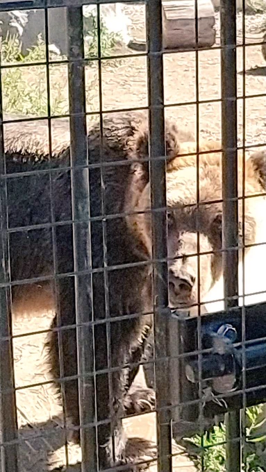 旭山動物園めっちゃ楽しい 他より動物との距離がすごく近い気がする 