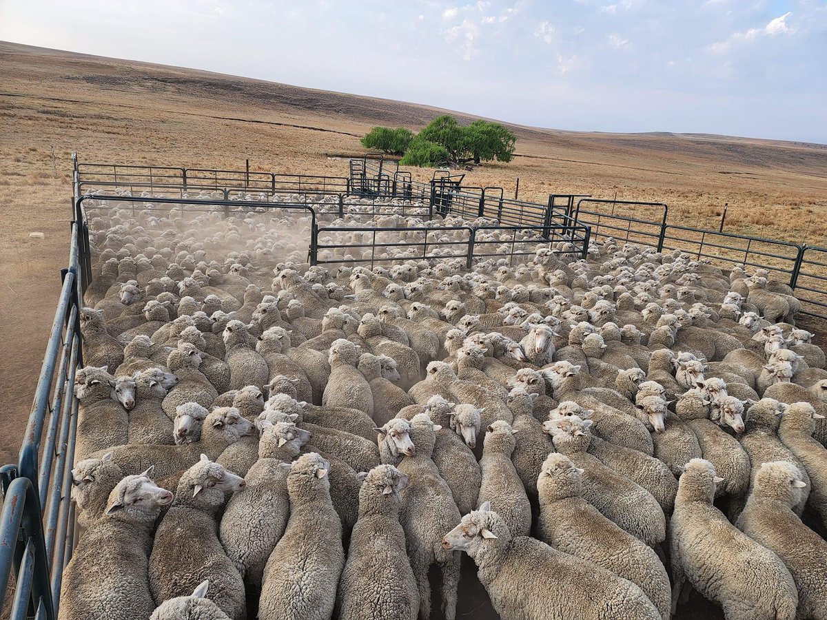 Agric_young's tweet photo. Nkosana Mtambo (28) is the founder of Mtambo Boerdery, an operation consisting of cattle, sheep, maize, &amp; tractors over 3 #farms. The lessons that he learned from starting small are now yielding great dividends. Ready to host his 1st Annual Sheep Auction 
#Farming #sheep #auction https://t.co/0a605Xs4rW