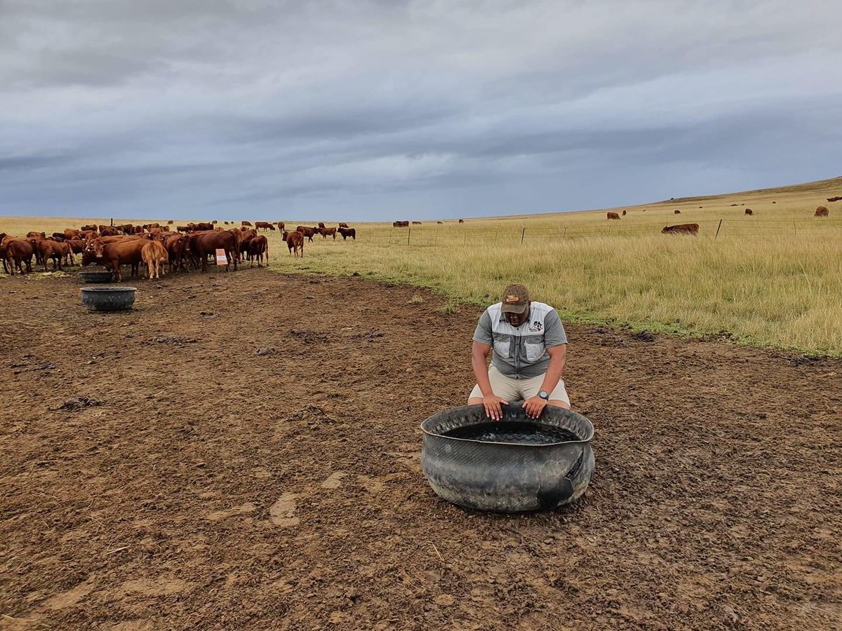 Agric_young's tweet photo. Nkosana Mtambo (28) is the founder of Mtambo Boerdery, an operation consisting of cattle, sheep, maize, &amp; tractors over 3 #farms. The lessons that he learned from starting small are now yielding great dividends. Ready to host his 1st Annual Sheep Auction 
#Farming #sheep #auction https://t.co/0a605Xs4rW