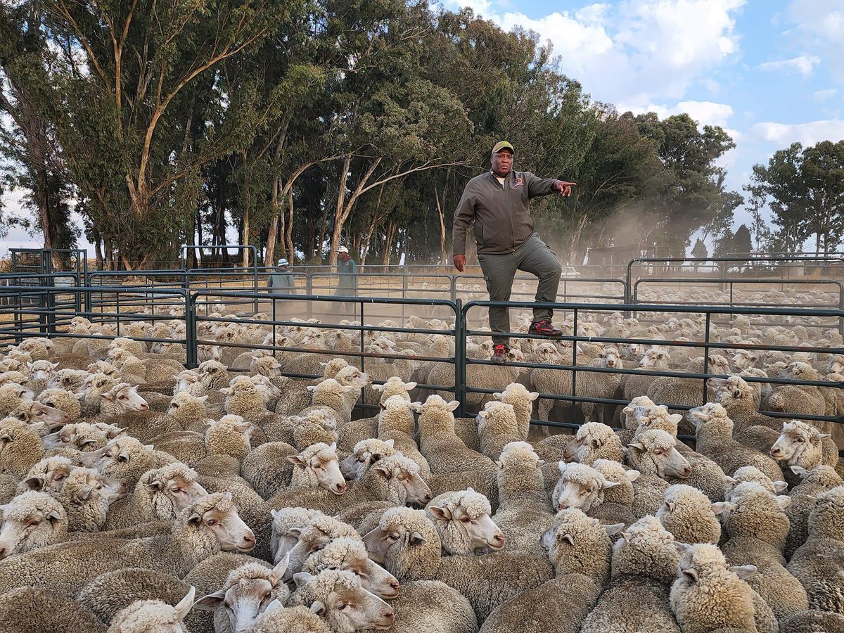 Agric_young's tweet photo. Nkosana Mtambo (28) is the founder of Mtambo Boerdery, an operation consisting of cattle, sheep, maize, &amp; tractors over 3 #farms. The lessons that he learned from starting small are now yielding great dividends. Ready to host his 1st Annual Sheep Auction 
#Farming #sheep #auction https://t.co/0a605Xs4rW