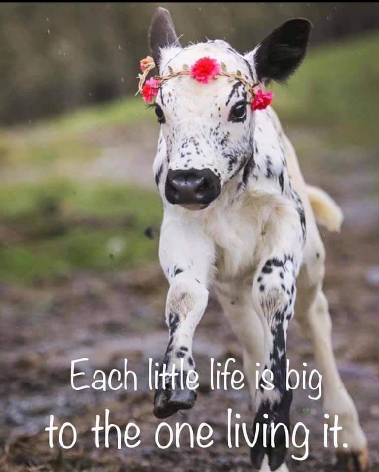° ° Every life of an animal is a precious one! Why? Because their emotions are pure love! Animals are divine with an innocence just like the one of a human child. Praying hard that all slaughterhouses and dairy farms close down and let animals be free from a circle of cruelty🙏🏻💞