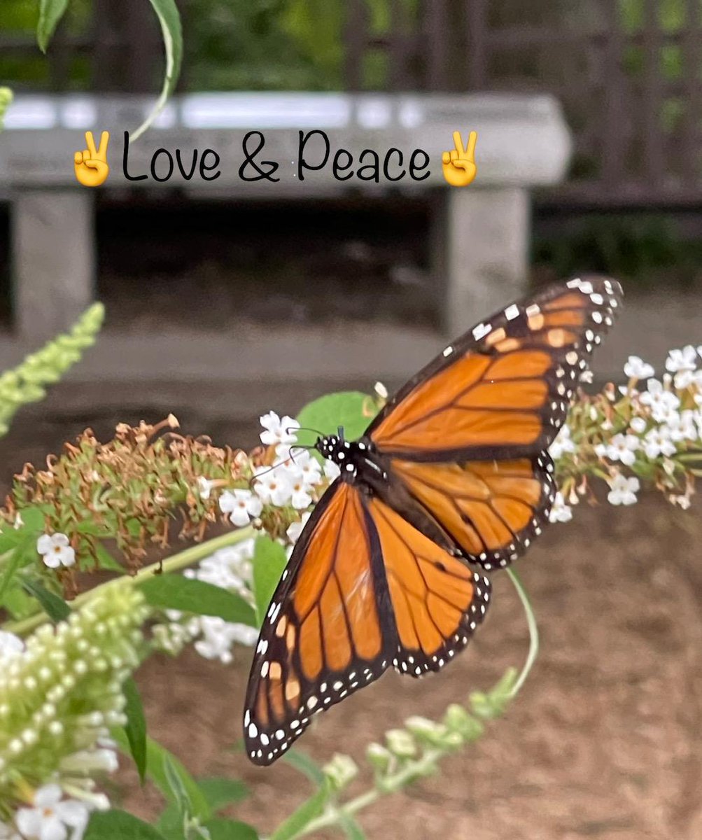 dugsir56's tweet photo. Hello my dear Twitter friends. I love you all so very much💜☮️🤟✌️🦋💙 https://t.co/7A3QF2jjxT