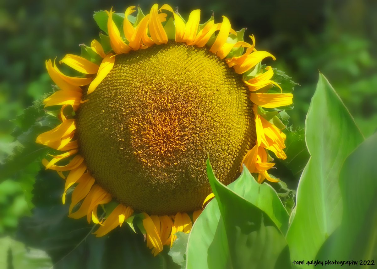 tamitrailscapes's tweet photo. Trailscapes ... Fine Art Photography by Tami Quigley: Yellow Stands For The Sun ... https://t.co/tgPj7Uyvo6 #new #blogpost #Sunflowers #StandWithUkraine #IStandWithUkraine #art #BLOOM #Summer2022 @visitPA #PASummerDays #BuyIntoArt #LehighValley @LehighValleyPA #NorthamptonPa https://t.co/DWz25EWOGX