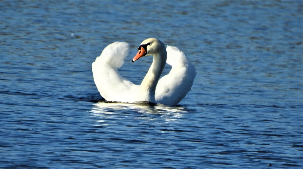 RNP_Romsilva's tweet photo. Birdwatching în Parcul Natural Balta Mica a Brailei 
#Romania #DezvoltareDurabilă #ConteazăPentruViitor #România #wildlife #fauna #birdwatchers #birdwatching #pasari #pasarisalbatice #migratoare #specieprotejata #protectedspecies https://t.co/3iyWevUhTg