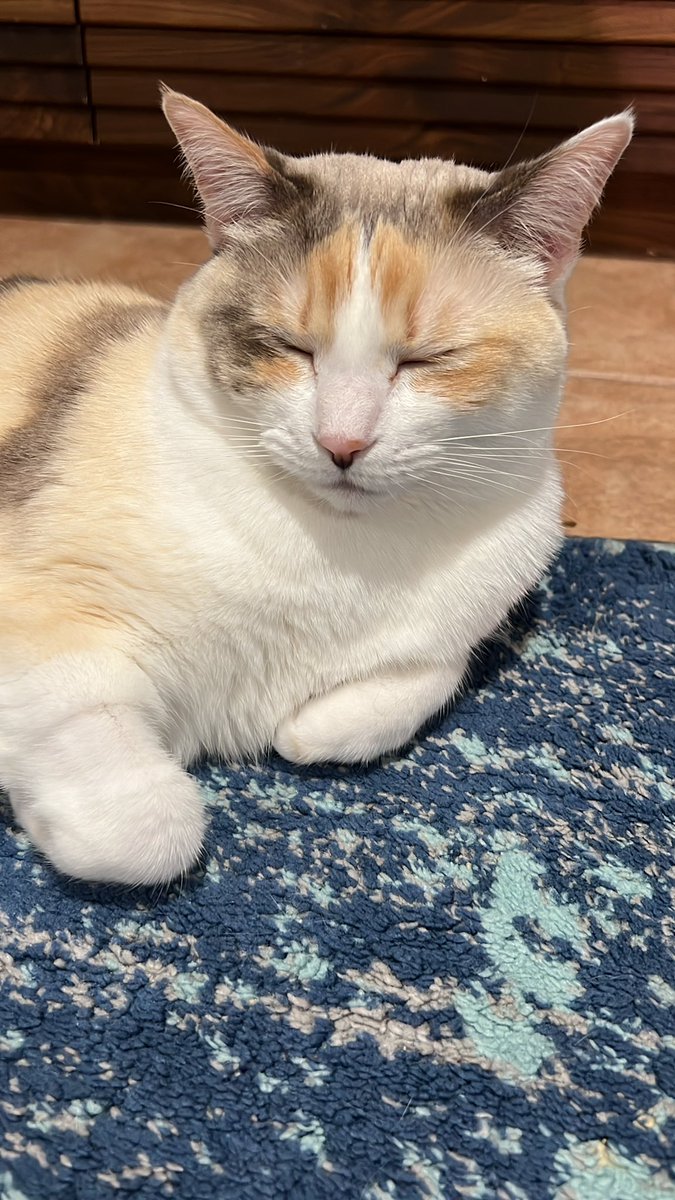 fatfatpankocat's tweet image. So sleepy after shooting content!!!!