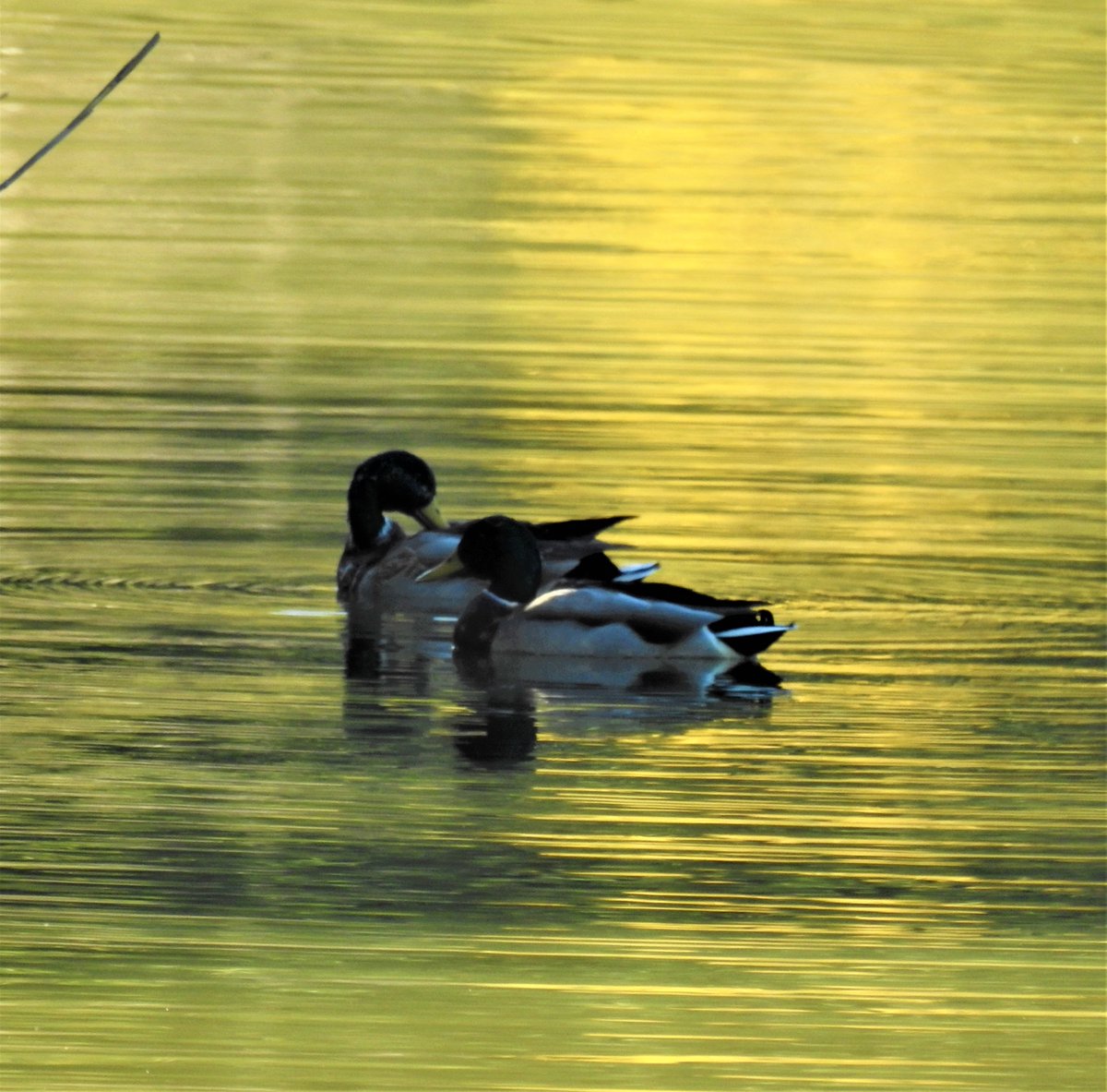 RNP_Romsilva's tweet photo. Birdwatching în Parcul Natural Balta Mica a Brailei 
#Romania #DezvoltareDurabilă #ConteazăPentruViitor #România #wildlife #fauna #birdwatchers #birdwatching #pasari #pasarisalbatice #migratoare #specieprotejata #protectedspecies https://t.co/3iyWevUhTg