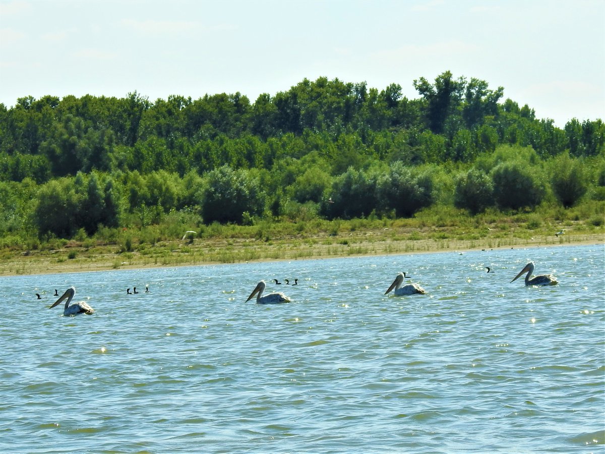 RNP_Romsilva's tweet photo. Birdwatching în Parcul Natural Balta Mica a Brailei 
#Romania #DezvoltareDurabilă #ConteazăPentruViitor #România #wildlife #fauna #birdwatchers #birdwatching #pasari #pasarisalbatice #migratoare #specieprotejata #protectedspecies https://t.co/3iyWevUhTg