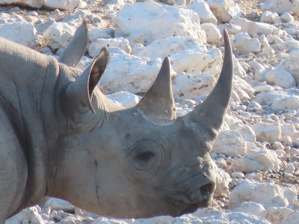 CharlesMooreUK's tweet photo. It's #WorldRhinoDay2022. Always an incredible sight in the wild, especially here in #Namibia. Thank you to all the rangers who protect these magnificent creatures from harm.
🇬🇧🇳🇦#StopPoaching #StopIWT
@savetherhino @RhinosIRF @MinistryofEnvi2 @DefraGovUK https://t.co/MqHUpLjnW0