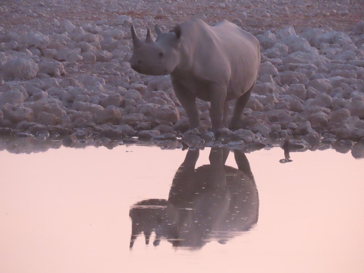 CharlesMooreUK's tweet photo. It's #WorldRhinoDay2022. Always an incredible sight in the wild, especially here in #Namibia. Thank you to all the rangers who protect these magnificent creatures from harm.
🇬🇧🇳🇦#StopPoaching #StopIWT
@savetherhino @RhinosIRF @MinistryofEnvi2 @DefraGovUK https://t.co/MqHUpLjnW0
