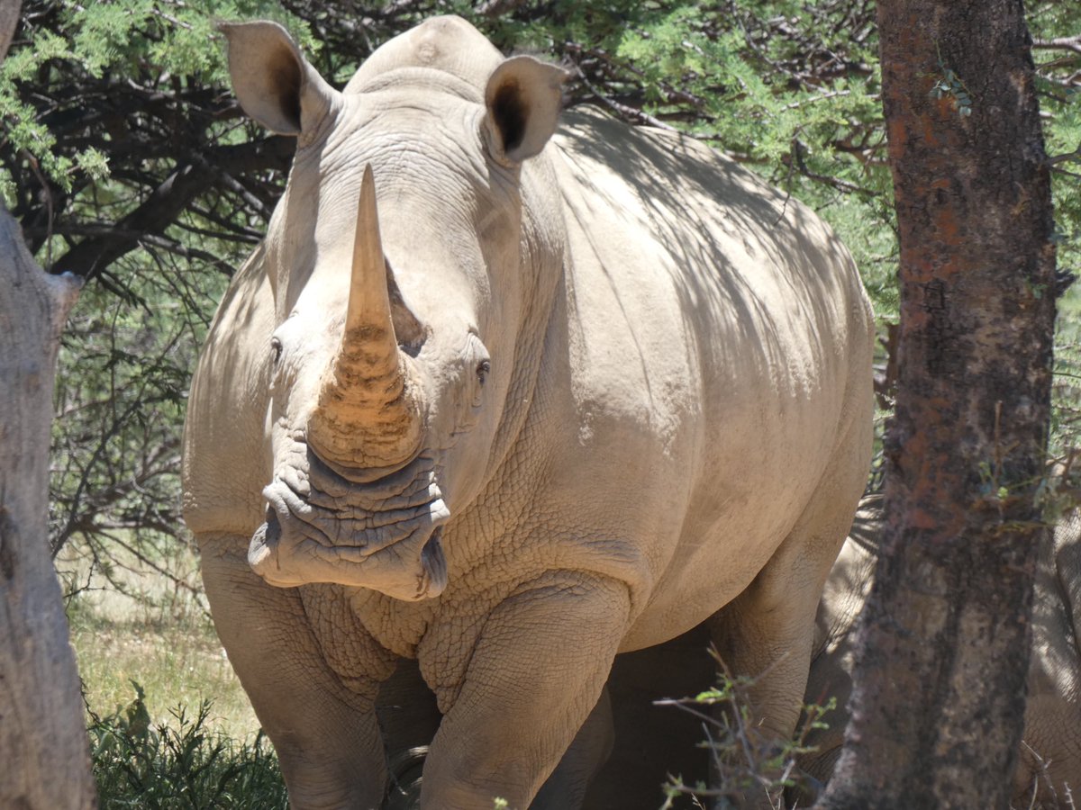 CharlesMooreUK's tweet photo. It's #WorldRhinoDay2022. Always an incredible sight in the wild, especially here in #Namibia. Thank you to all the rangers who protect these magnificent creatures from harm.
🇬🇧🇳🇦#StopPoaching #StopIWT
@savetherhino @RhinosIRF @MinistryofEnvi2 @DefraGovUK https://t.co/MqHUpLjnW0