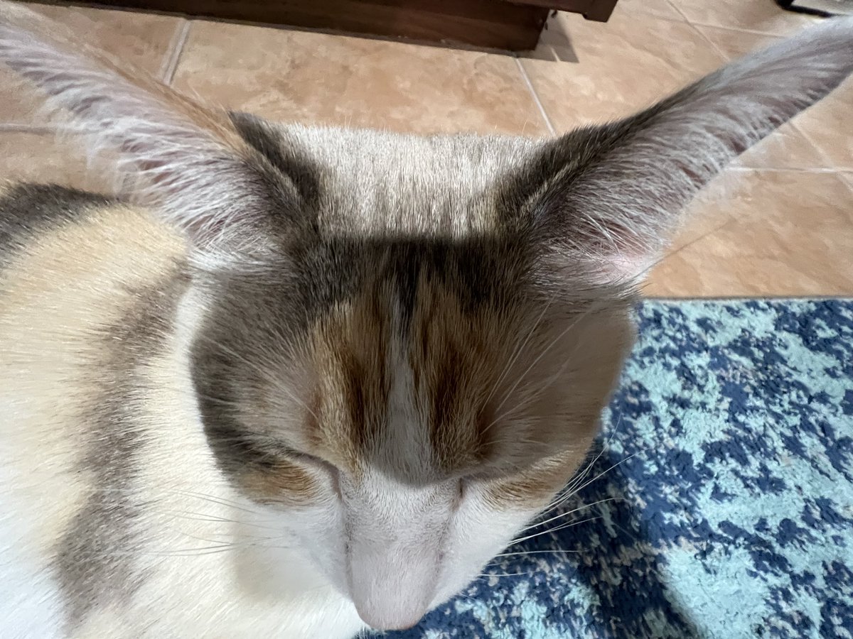 fatfatpankocat's tweet image. Ear range