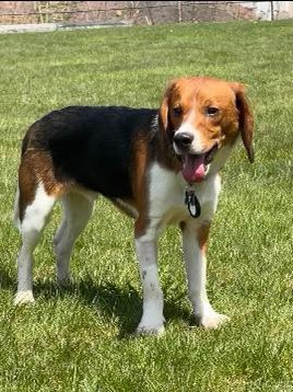 WAYLON IS LOST IN BROOKLYN. Last seen between Pennsylvania Ave and Fulton St. His collar tag ID # is 6617859. If you've seen or found him please call 800-252-7894 and PLEASE RT WAYLON!