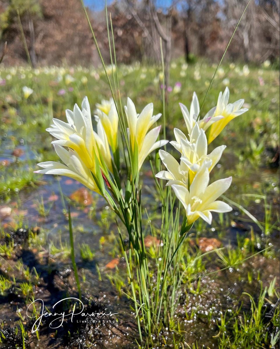 JennyPaPB's tweet photo. Spotted a population of Gladiolus trichonemifolius (#Vulnerable) on a Kogelberg CREW outing. A Western Cape #endemic which has declined due to habitat loss. Rarely seen - what a treat!

#fynbos #iridaceae #biodiversity #wildflowers #spring #nature #pringlebayfynbos #gsbioblitz https://t.co/ltfrPZwj4X