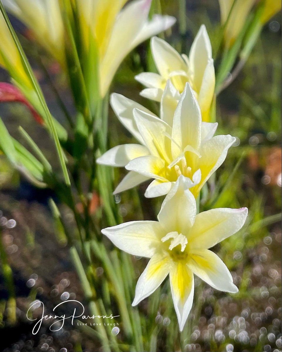 JennyPaPB's tweet photo. Spotted a population of Gladiolus trichonemifolius (#Vulnerable) on a Kogelberg CREW outing. A Western Cape #endemic which has declined due to habitat loss. Rarely seen - what a treat!

#fynbos #iridaceae #biodiversity #wildflowers #spring #nature #pringlebayfynbos #gsbioblitz https://t.co/ltfrPZwj4X