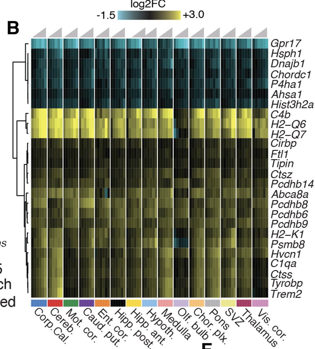 We have little molecular data how complex brains age across regions. Check out study from <a href="/Oliver__Hahn/">Oliver Hahn</a>   with app to query how your favorite gene changes  region specific. Major implication for risk and resilience to cognitive decline and degeneration tinyurl.com/2j8detej