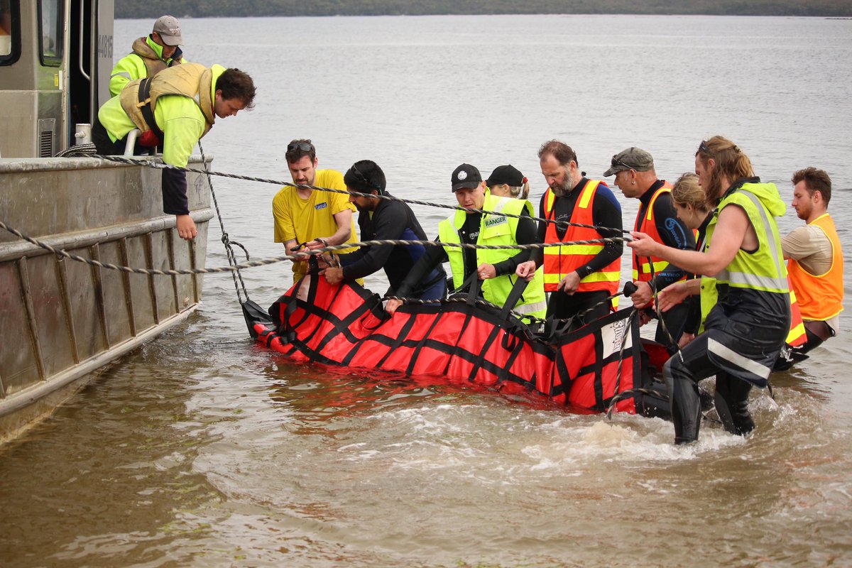 MonteBovill's tweet photo. Incredible scenes here on Tasmania’s west coast, with the surviving whales being taken to deeper waters @abcnews https://t.co/n7wPhp5o6l