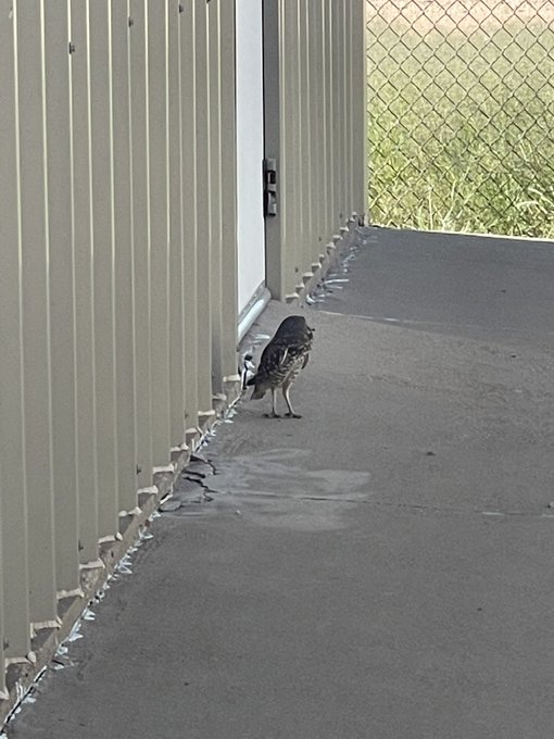 saw an owl today. https://t.co/M0sizIEHUT<a href="/tag/stripper"class="tags"><span>#stripper</span></a><a href="/tag/findom"class="tags"><span>#findom</span></a><a href="/tag/paypigs"class="tags"><span>#paypigs</span></a><a href="/tag/cashapp"class="tags"><span>#cashapp</span></a><a href="/tag/onlyfansgirl"class="tags"><span>#onlyfansgirl</span></a>