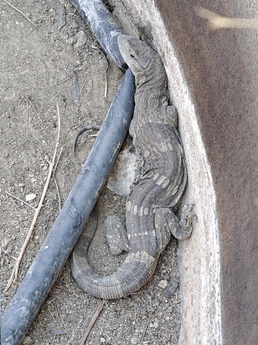 birdsonstamps's tweet photo. Rescued a 🐉 this morning.
#rockmonitor https://t.co/vmpAZZREqt