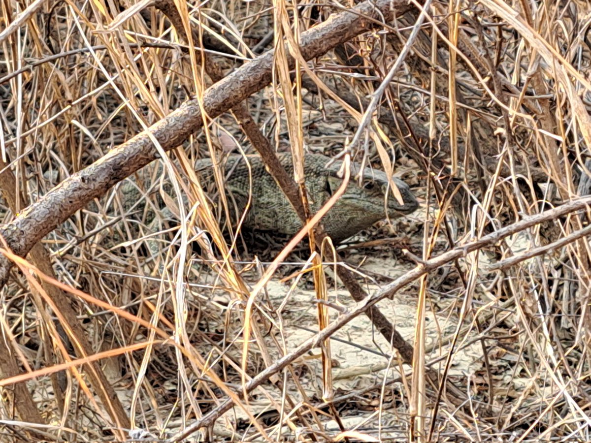 birdsonstamps's tweet photo. Rescued a 🐉 this morning.
#rockmonitor https://t.co/vmpAZZREqt