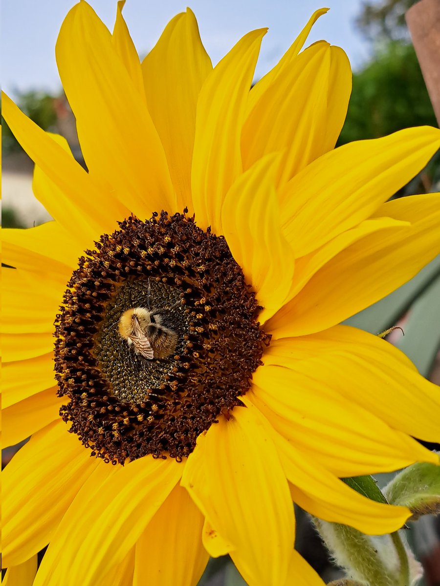 Dottycat16's tweet photo. @DrAmirKhanGP A sleeping bee in my sunflower, I did check he was alive https://t.co/LD2fa2v5gU