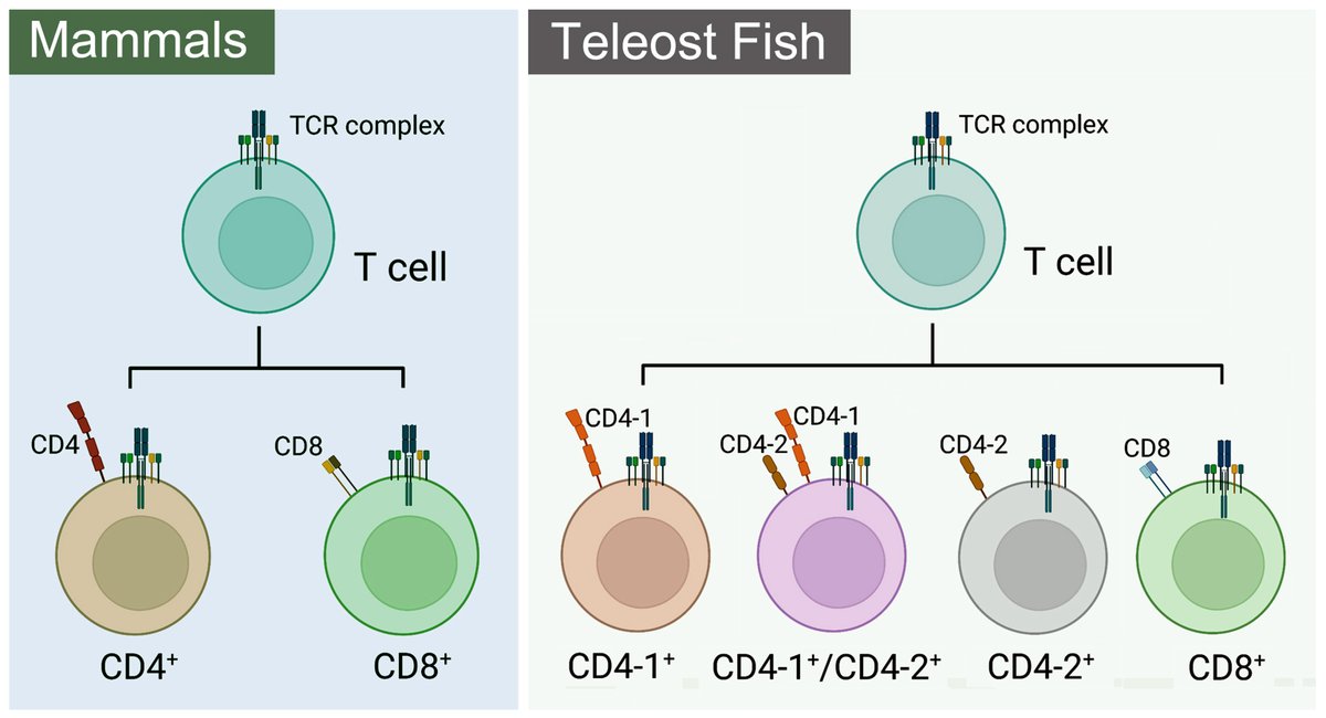 MLSTNews's tweet photo. Cluster of differentiation antigens: essential roles in the identification of teleost fish T lymphocytes
https://t.co/YRFMxHADXw https://t.co/sZ2Q1SB310