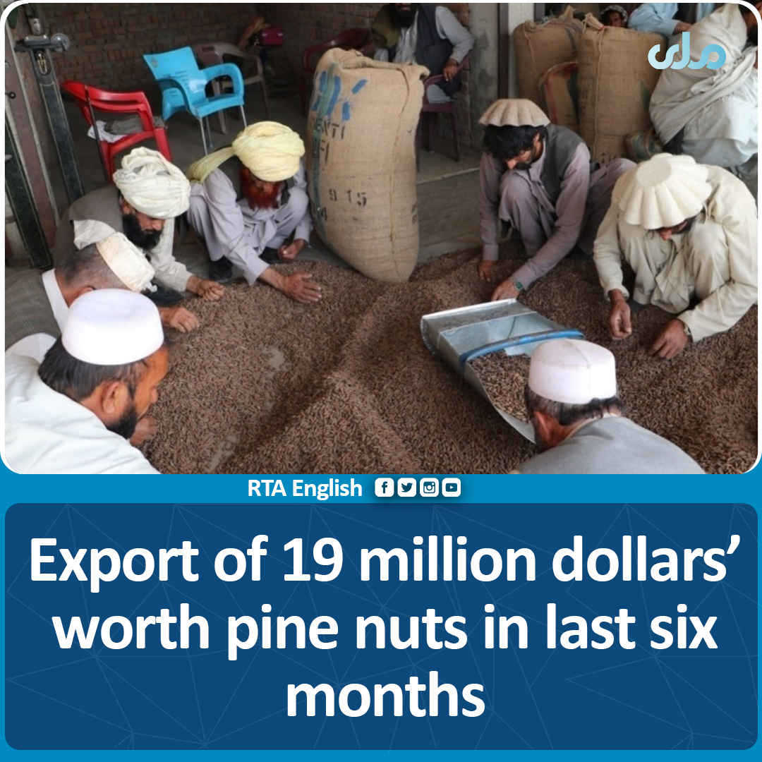 rtaenglish1's tweet photo. Industry and Trade Ministry says that in the first six months of this year, #Pine_Nuts worth 19 million dollars have been exported from #Afghanistan. The Ministry adds that soon 18 tons of Pine Nuts will be exported to #Italy . https://t.co/8TBtPu8uW5