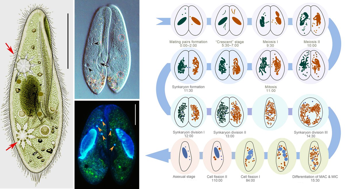 MLSTNews's tweet photo. Timing and characteristics of nuclear events during conjugation and genomic exclusion in Paramecium multimicronucleatum
https://t.co/In7GAtrZf6 https://t.co/30e7RJLD2S