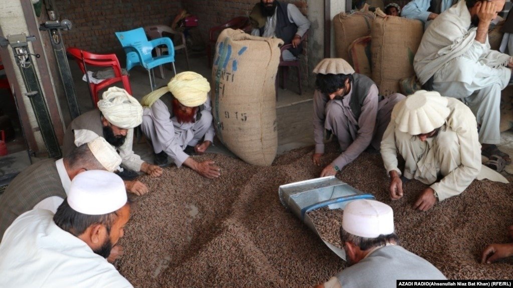 pashtortanews's tweet photo. Industry and Trade Ministry says that in the first six months of this year, #Pine_Nuts worth 19 million dollars have been exported from #Afghanistan. The Ministry adds that soon 18 tons of Pine Nuts will be exported to #Italy . https://t.co/9kxwqXynF1