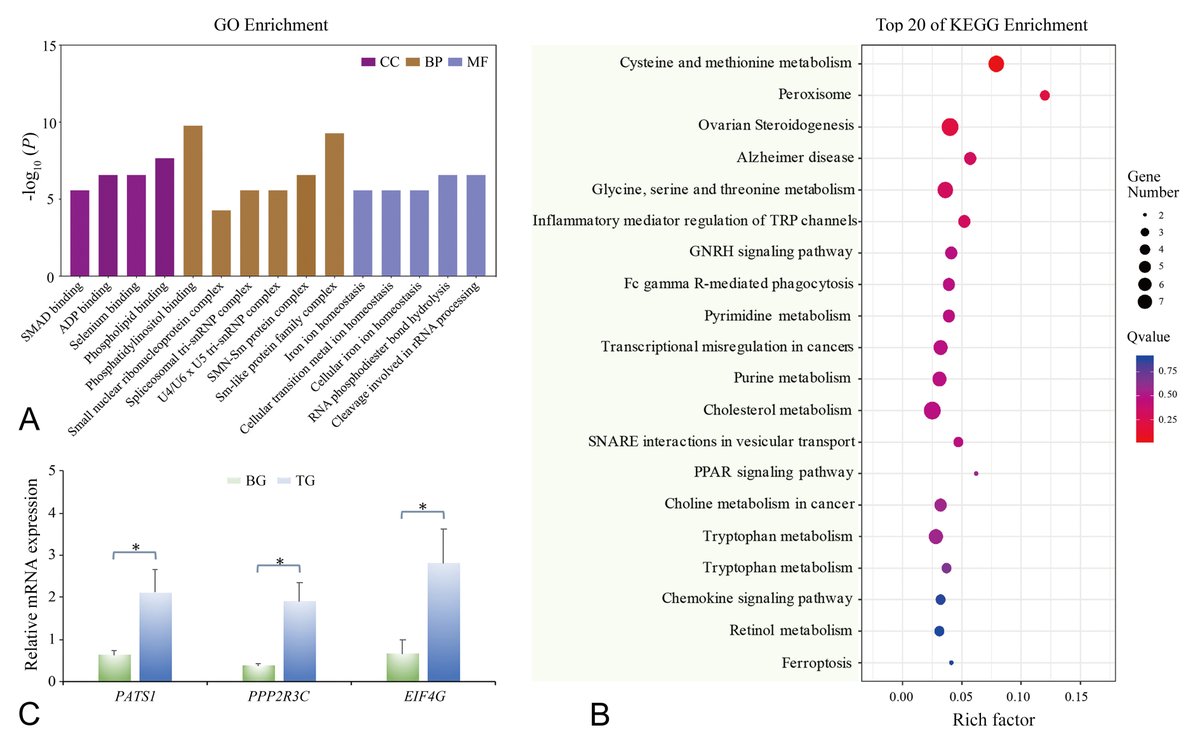 MLSTNews's tweet photo. Fine-mapping and association analysis of candidate genes for papilla number in sea cucumber, Apostichopus japonicus
https://t.co/xEQDUJRhJn https://t.co/ikJAuYidr8