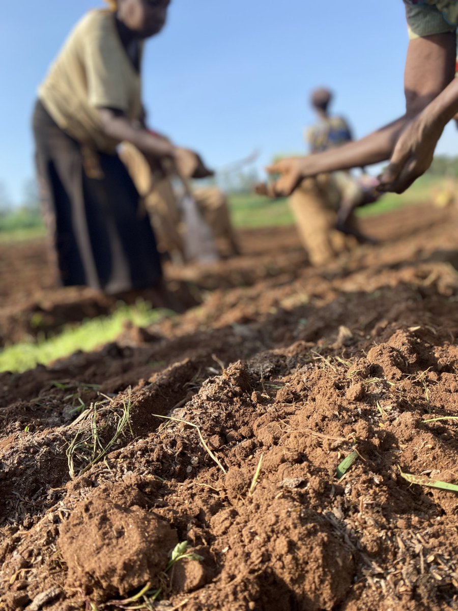 k_heritier250's tweet photo. You become a more positive, peaceful
and harmonic person when you don't
react to people that use you as a mirror for their own self hate, agriculture is key for everything, #food #agriculture #farmer #rwanda #rwandaagriculture #Rab @Africanwomeni10 @FAO @RwandaAgriBoard https://t.co/FAzYph4wu7